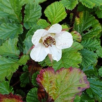 Rubus nepalensis 